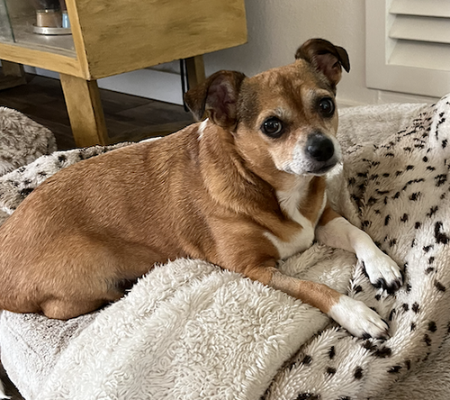 Poppie, an adoptable Chihuahua in Osteen, FL