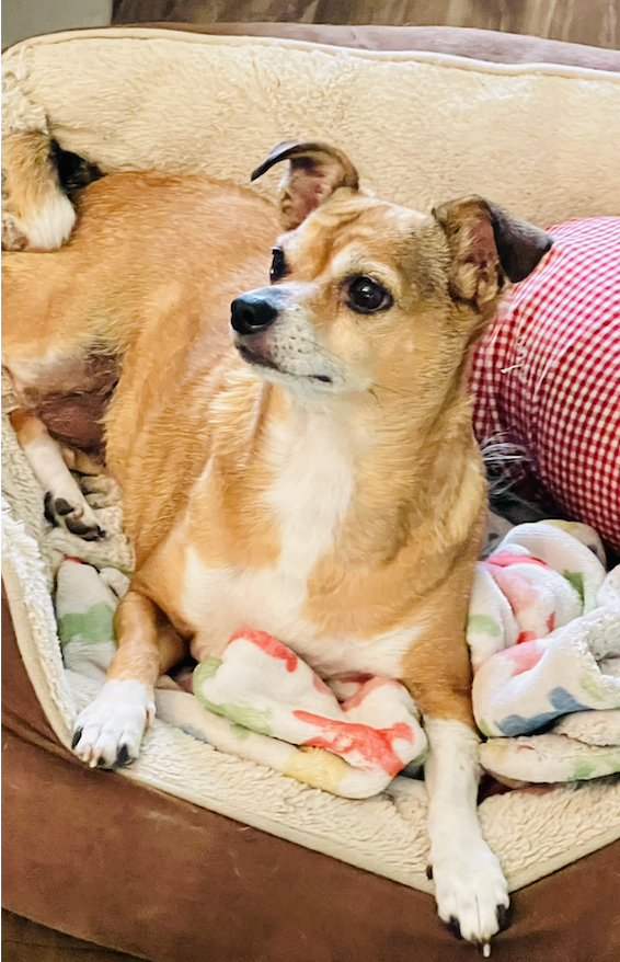 Poppie, photo 12