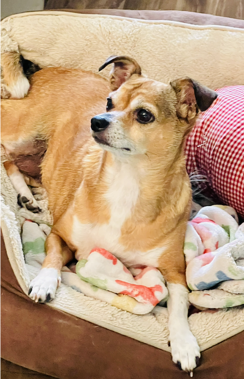 Poppie, photo 10