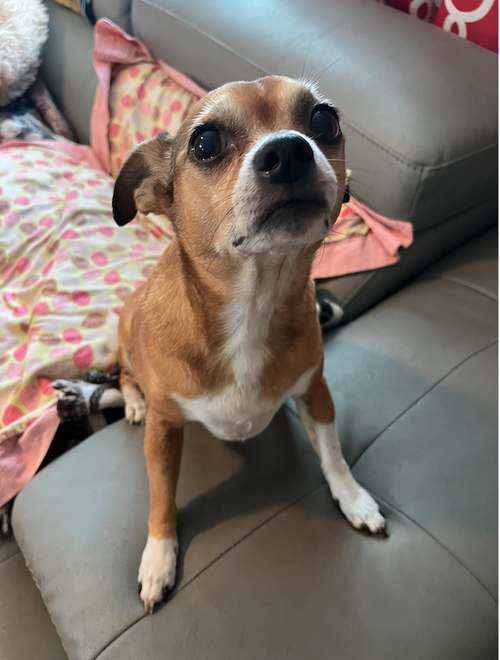 Poppie, an adoptable Chihuahua in Osteen, FL