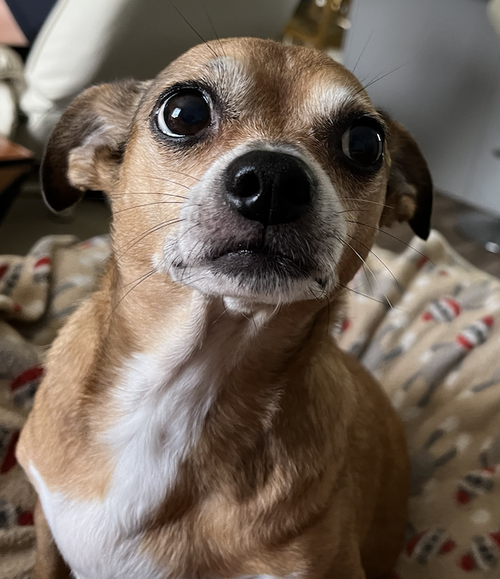 Poppie, photo 3
