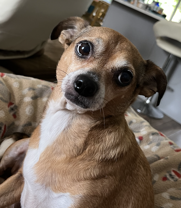 Poppie, photo 9