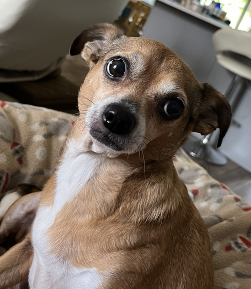 Poppie, photo 7