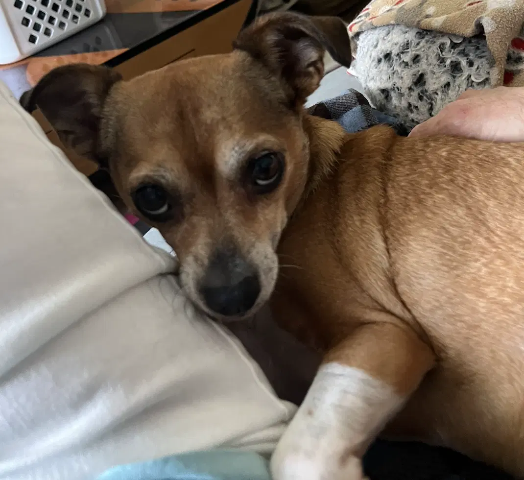 Poppie - Chihuahua