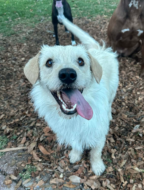 picture of the dog needing adoption