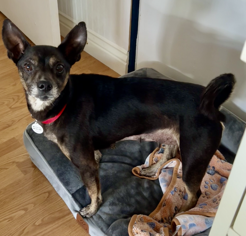 Reese Cup, an adoptable Chihuahua in Osteen, FL
