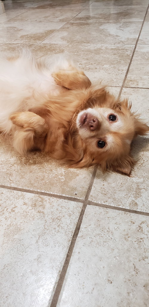Tink ADOPTION PENDING, an adoptable Chihuahua in Osteen, FL