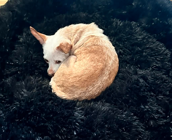 Louie