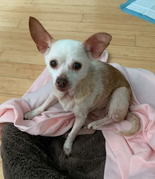 Louie, an adoptable Chihuahua in Osteen, FL