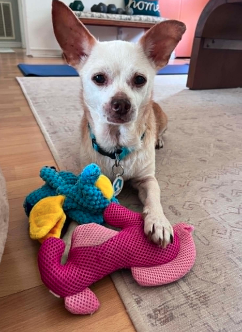 Louie, an adoptable Chihuahua in Osteen, FL