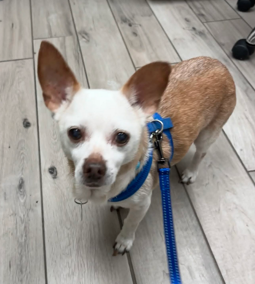 Louie photo 5