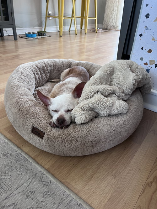 Louie photo 6