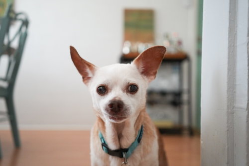 Louie photo 4