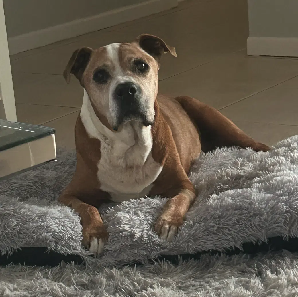Billy - American Pit Bull Terrier