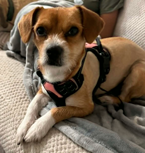 Bindi, an adoptable Chihuahua in Osteen, FL