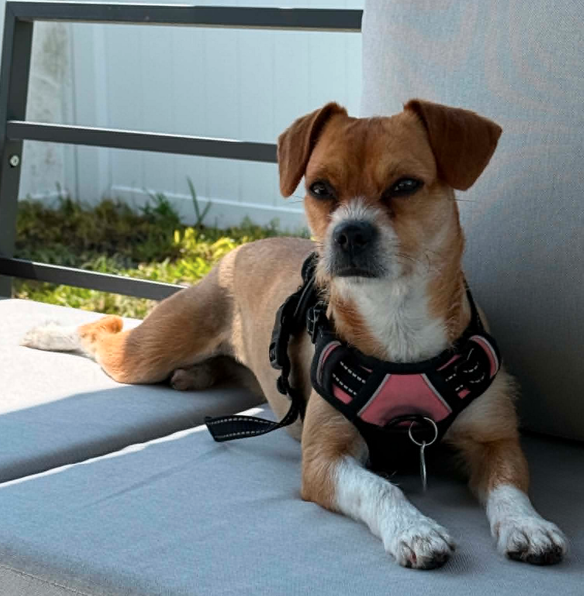 Bindi