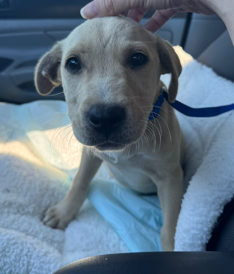 Duke