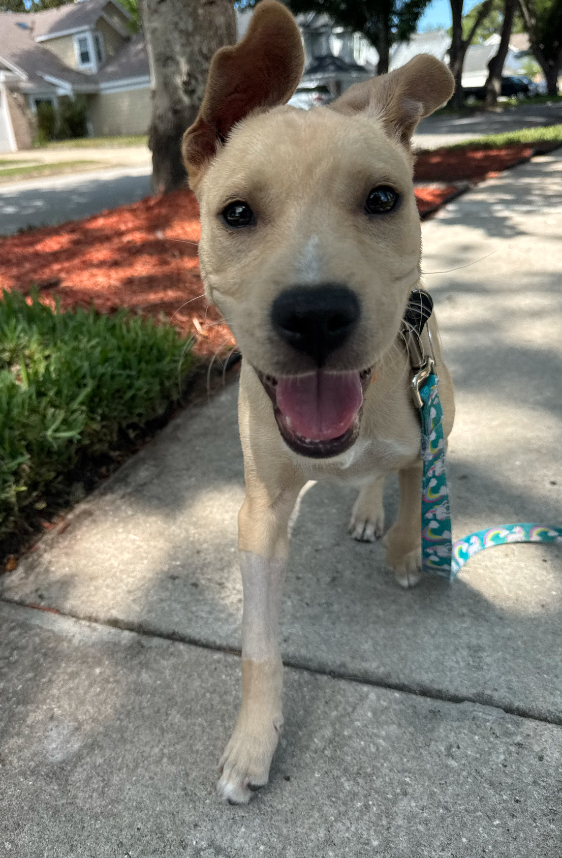 Duke, photo 11