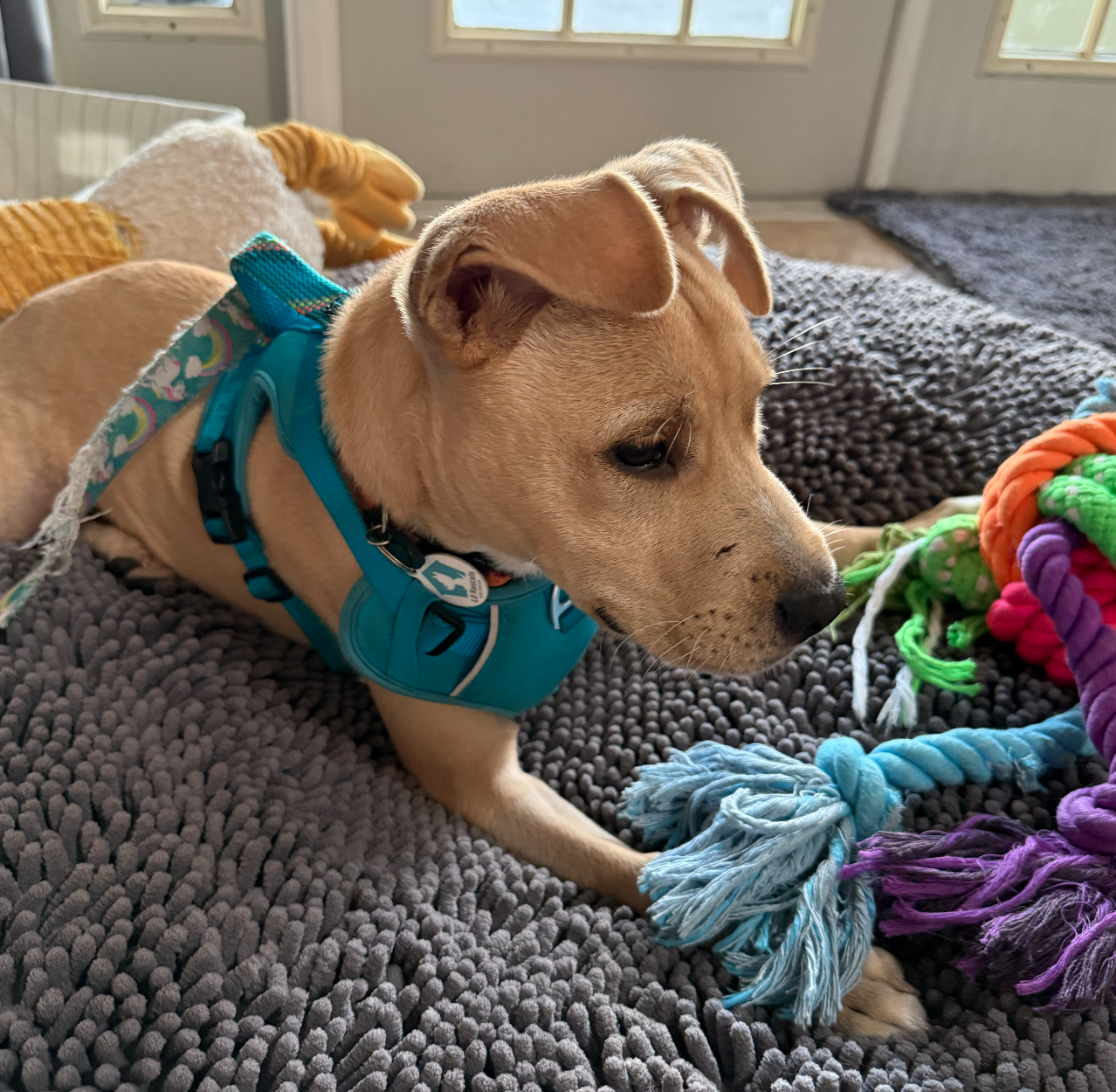 Duke