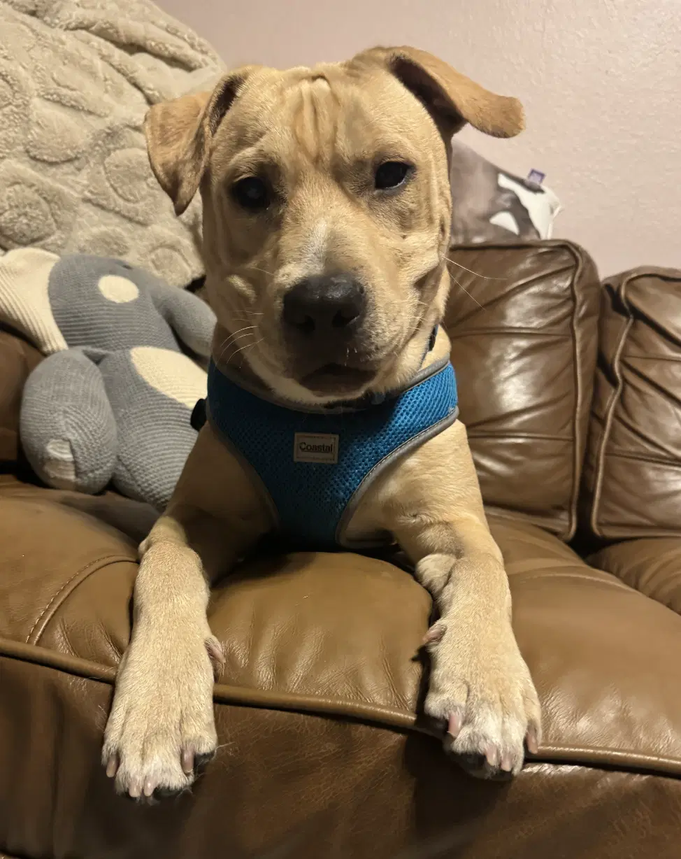 Duke - Labrador Retriever