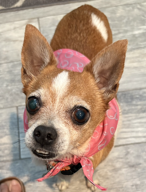 Blanket, an adoptable Chihuahua in Osteen, FL