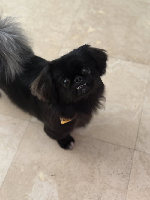 Artie ADOPTION PENDING, an adoptable Pekingese in Osteen, FL