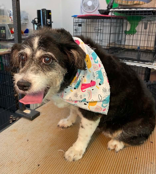 Ginni, an adoptable Terrier in Osteen, FL