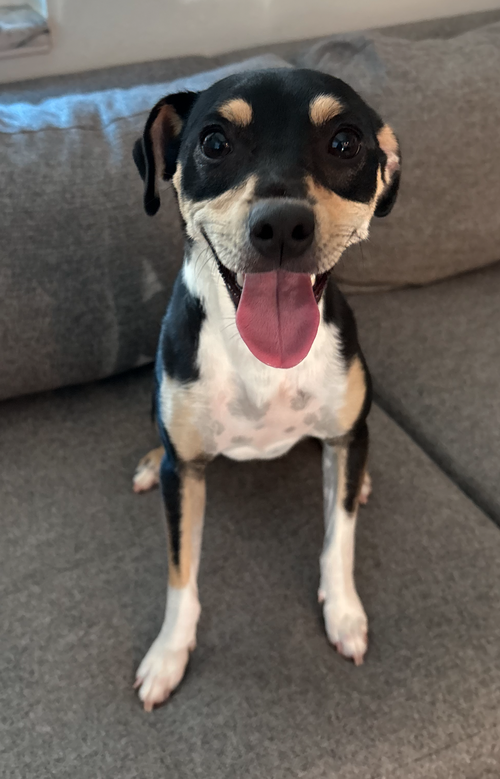 Franny, an adoptable Hound in Osteen, FL