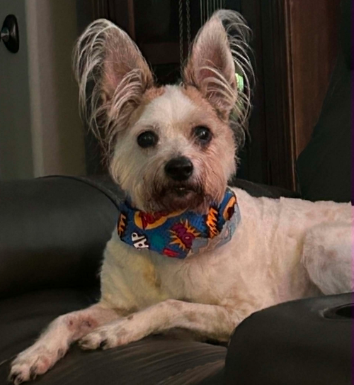 Chester, an adoptable Terrier in Osteen, FL