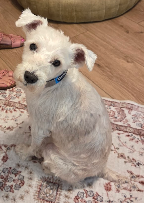 DaiChi ADOPTION PENDING, an adoptable Schnauzer in Osteen, FL
