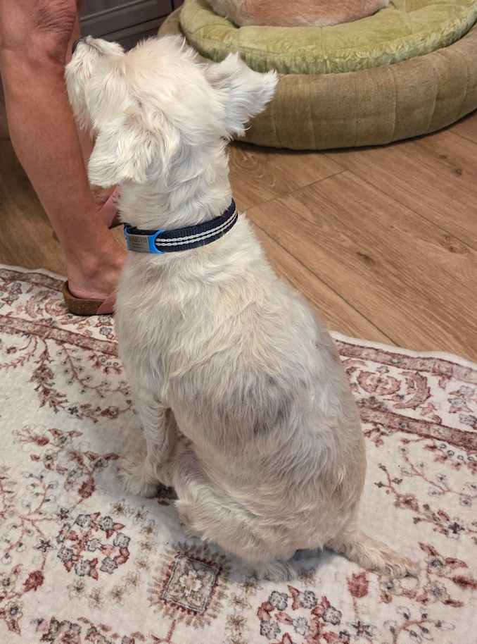 DaiChi (ADOPTION PENDING)