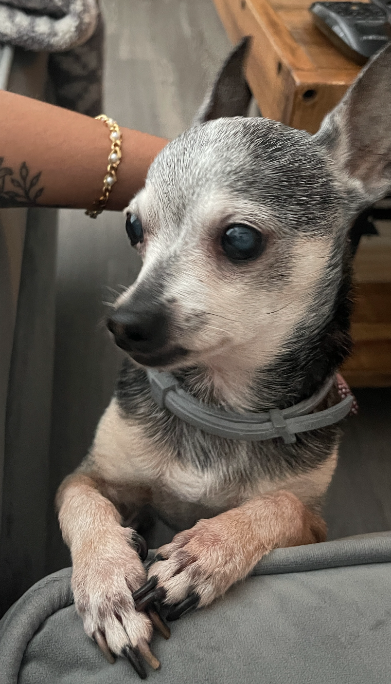 Pacho