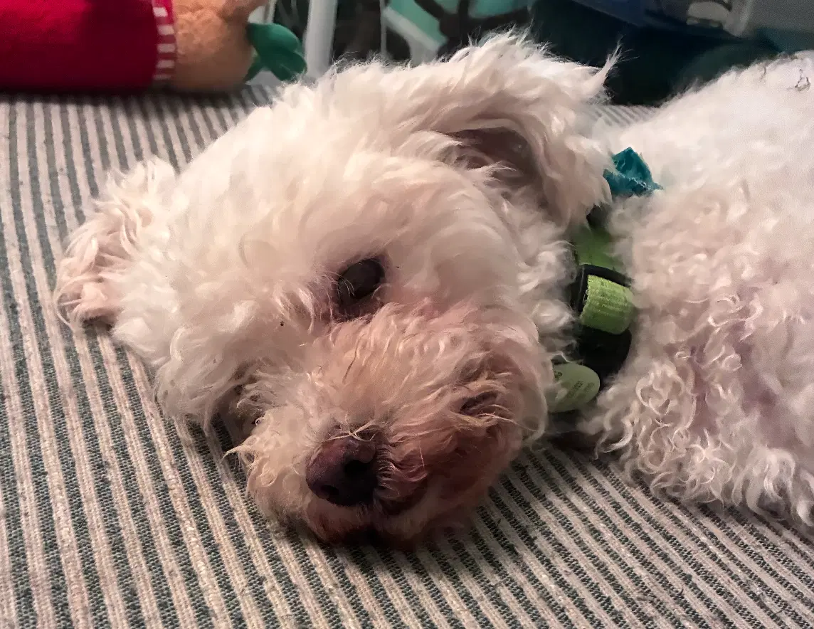 Elio - Poodle (Miniature)