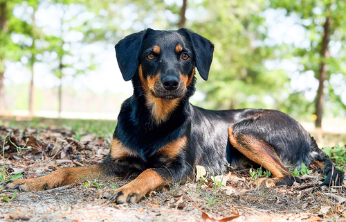 Clover, an adoptable Shepherd in Osteen, FL