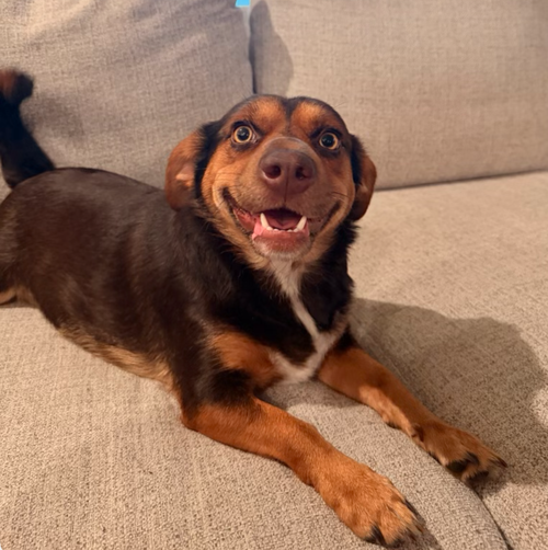 Cocoa