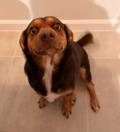 Cocoa photo 2