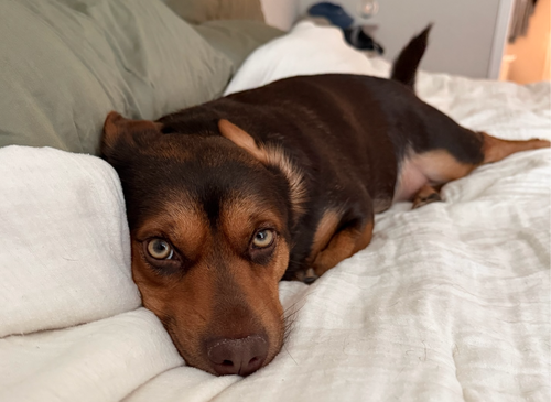 Cocoa photo 3