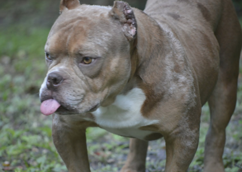 Frankie photo 2