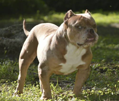 Frankie, an adoptable Bulldog in Osteen, FL