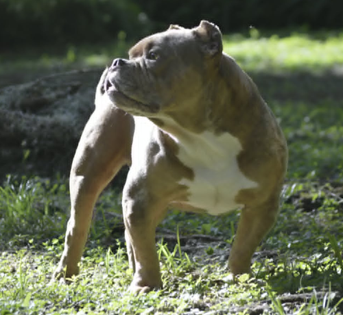 Frankie photo 1