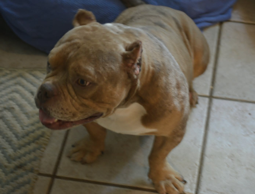 Frankie photo 4