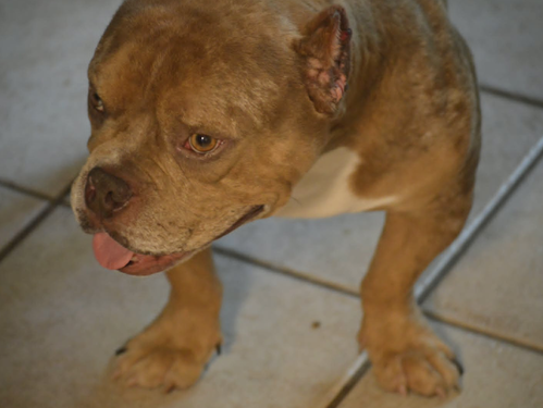 Frankie photo 5