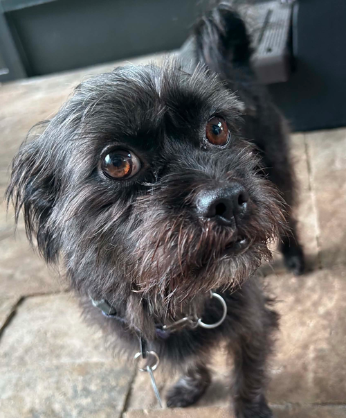 picture of the dog needing adoption
