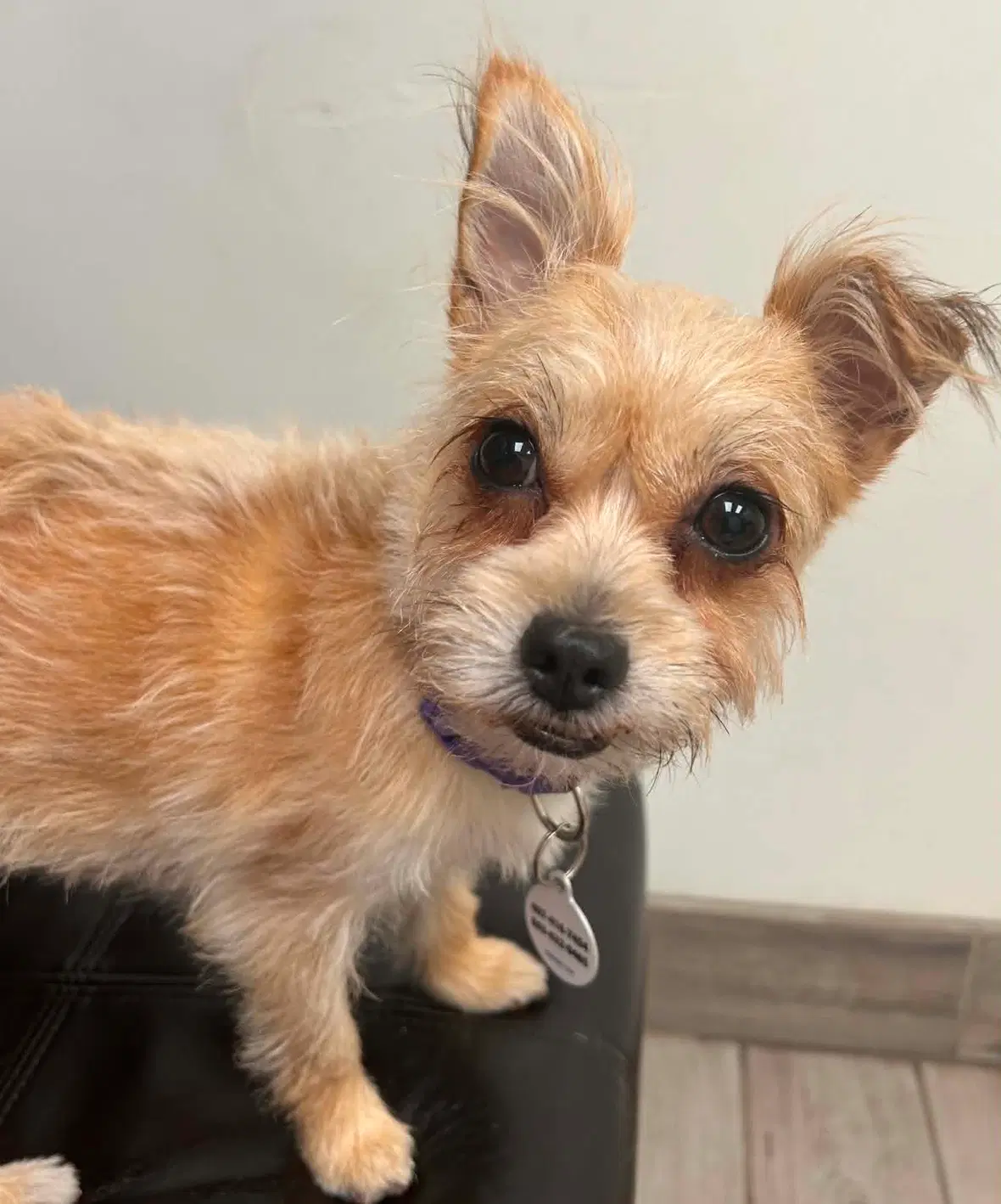 Lola - Terrier