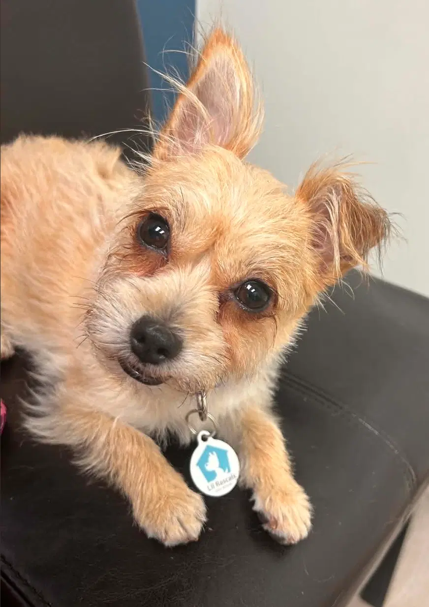 Lola image 2