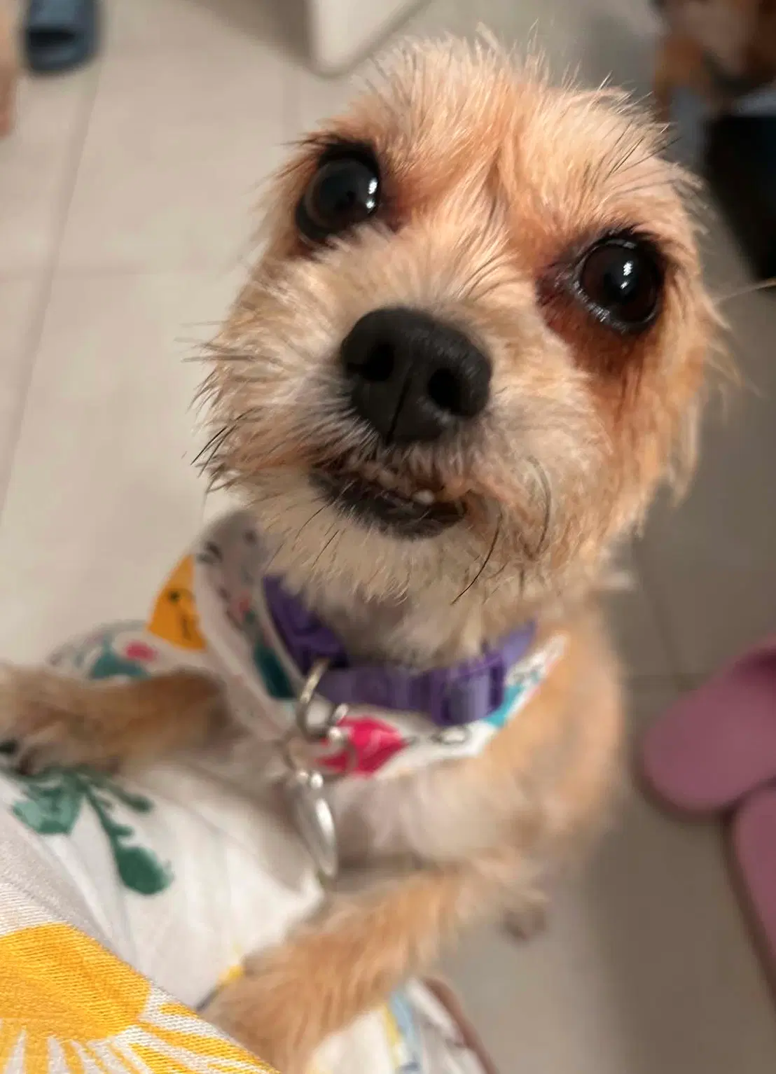 Lola Must Be Adopted With Cami image 4