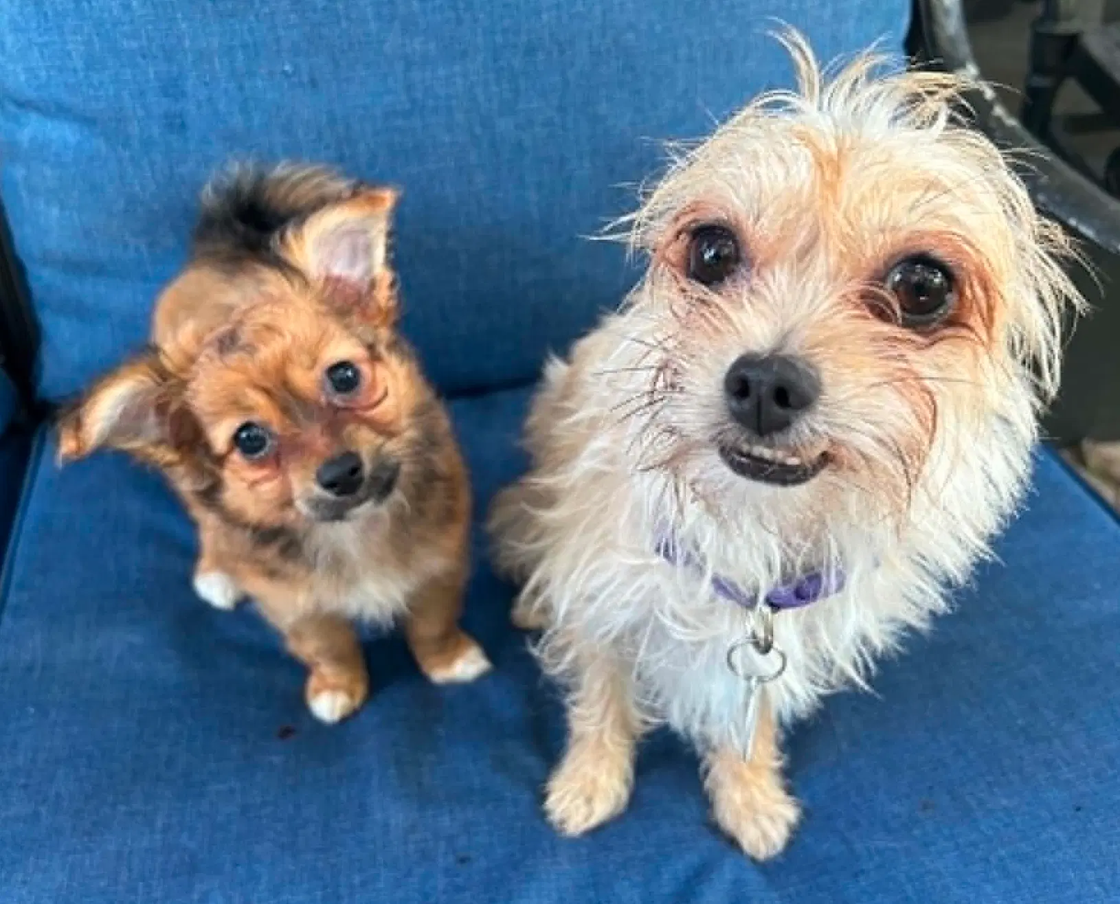 Lola Must Be Adopted With Cami image 2