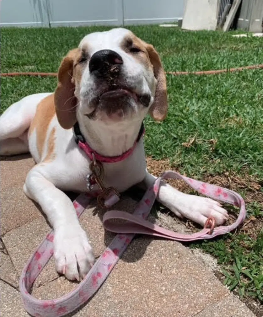Georgia - American Bulldog