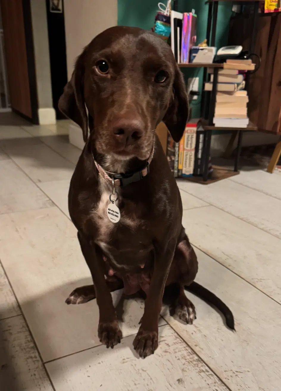 Pennie - Irish Setter