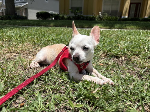 Roxi, photo 2